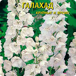 Белый дельфиниум