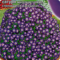 Петуния Джоконда от Аэлиты