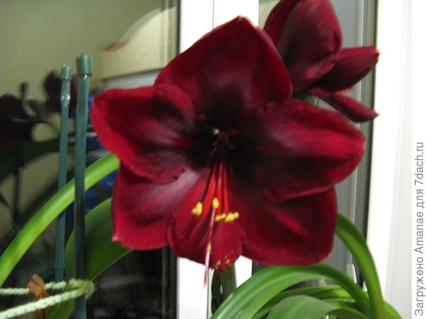 Гранд Дива, темно-бордовый, очень красивый и крупный!