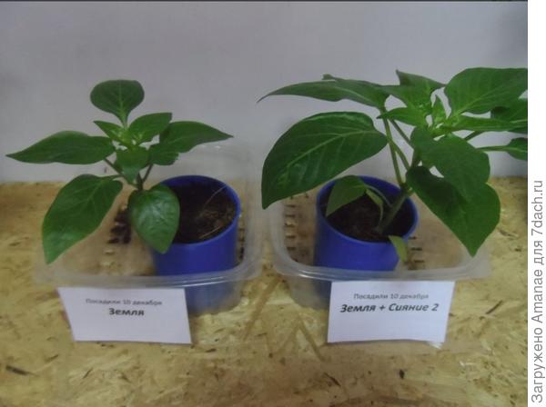 Различие рассады перца в обычной покупной земле, и приготовленной в Сиянии.