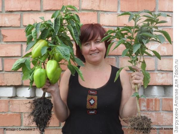 Разница в урожае: природное земледелие и традиционное выращивание. Проводился в нашем городе.