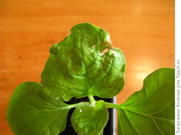 Больные листья на Бомбовозе