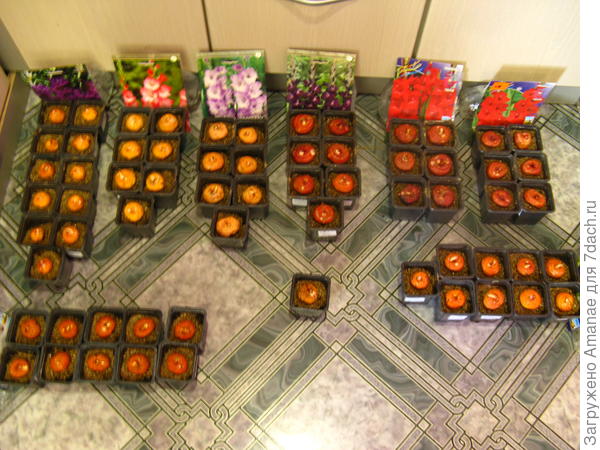 А у меня сейчас помимо всякой овощноцветниковой зеленушки растут и луковички!