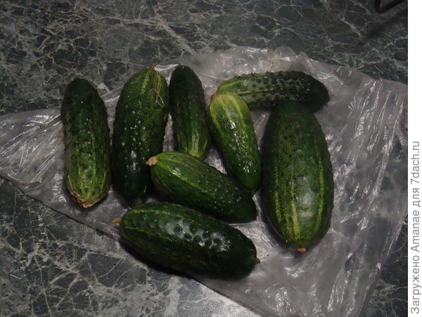 8 огурчиков за раз с одного растения!