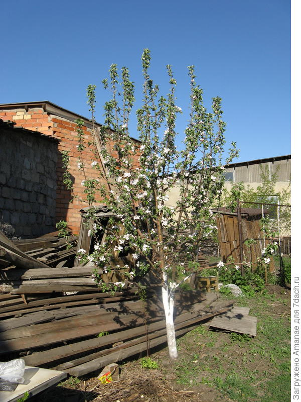 Первые бутоны за 16 лет