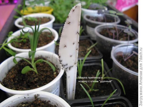 Мошка прилипла к пластиковому ножу, смазанным липким клеем для ловчего пояса.