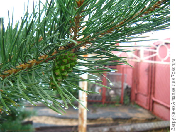 Сосна счастлива - её иголки помыл сильный многочасовой дождь