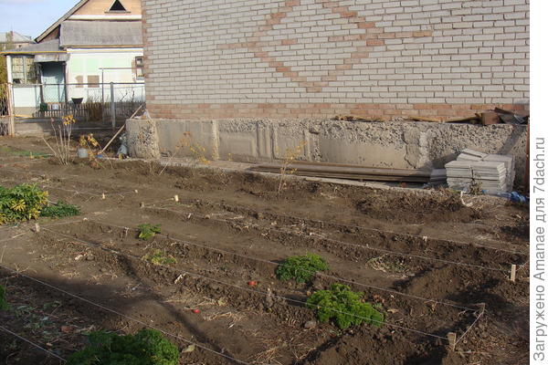 Возле дома образовался рядок ягодных кустарников