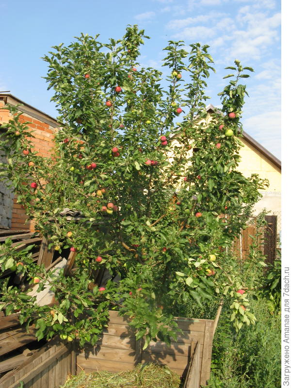 Плодоношение в июле