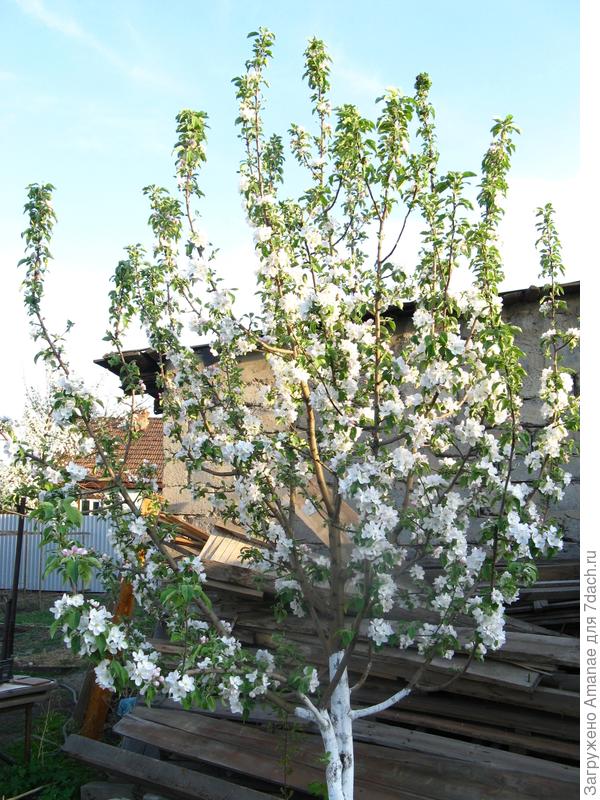 Цветение в мае