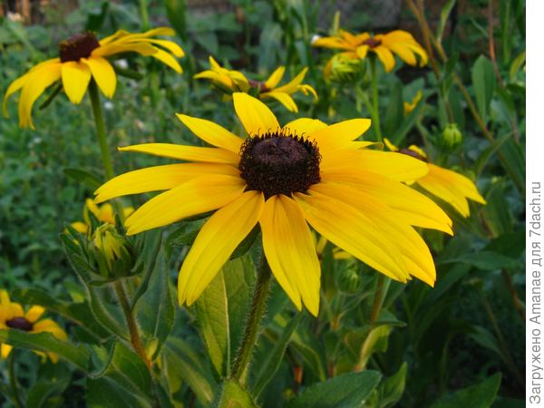 Рудбекию в подарок и спасибо за секретики!