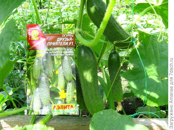 Друзья-приятели