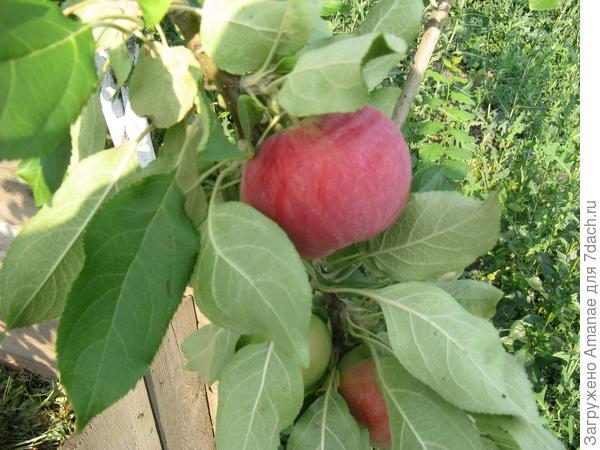 Яблочко поспело