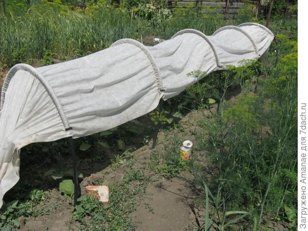 Баклажаны в жару спасаются под укрывным материалом