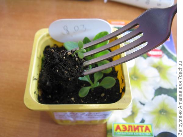 Пикировка