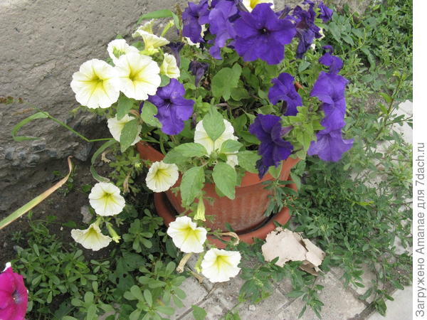 МП голубая и мятный лайм