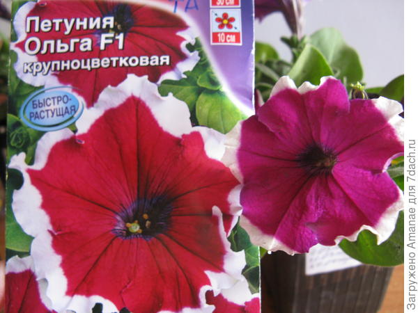Ольга, первое цветение