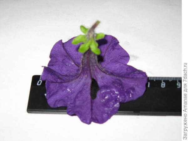 МП голубая, размер цветка