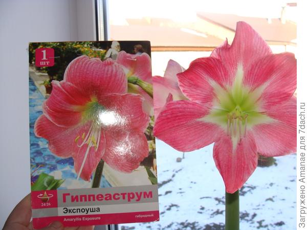 А выросла Экспоуша