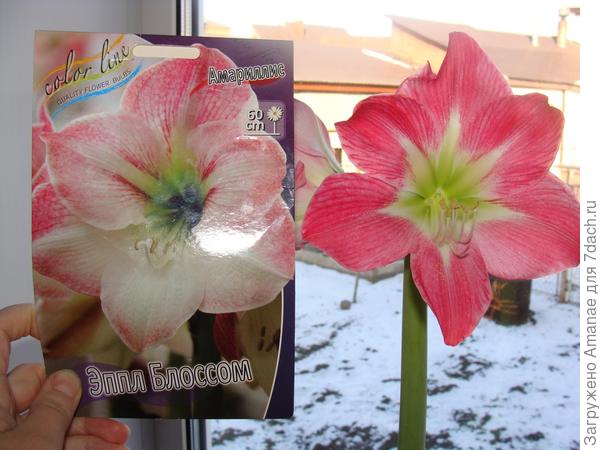 Покупала как Эппл Блоссом