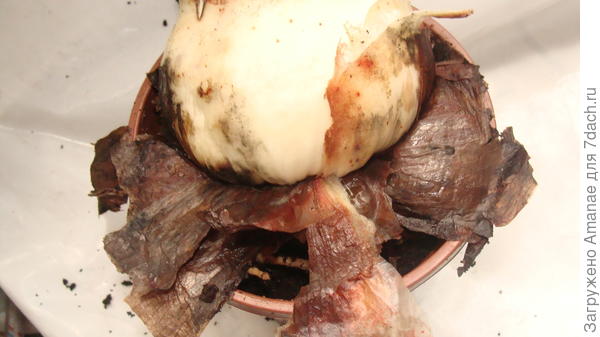 Та же луковица