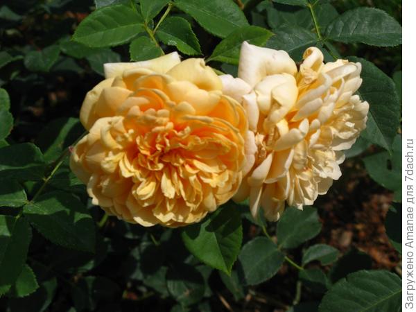 Роза Дэвида Остина в Орске, июль 2018