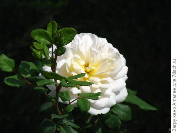 Английская роза в Орске, июль 2018