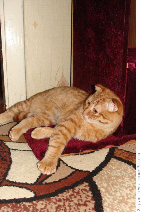 Наш Перкус, до того, как начал нападать