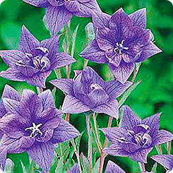 ширококолокольчик