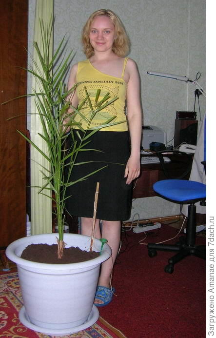 Я и моя пальма 2007 год