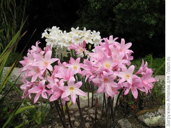 Настоящий Амариллис Беладонна