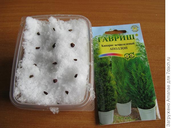 Кипарис на стратификации