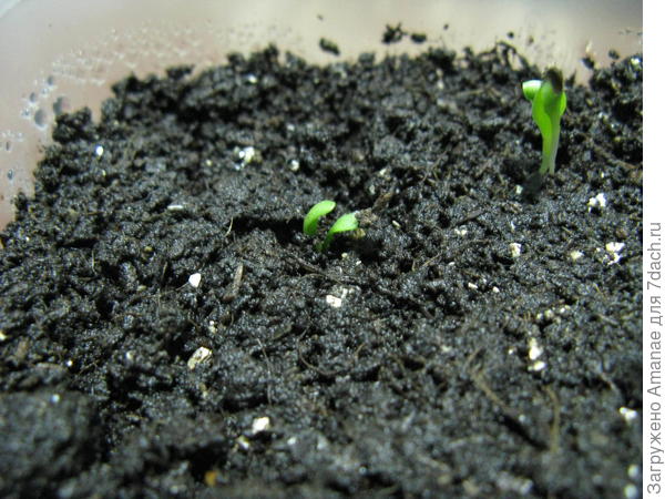 А этот малыш слева я уже прикопала в грунт, чтобы корешки там были. Правый сам так вырос, не пришлось ничего делать