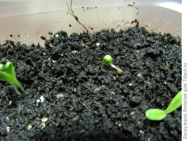 В центре армерия выпустила листочки, а корешка ещё нет - он в зернышке
