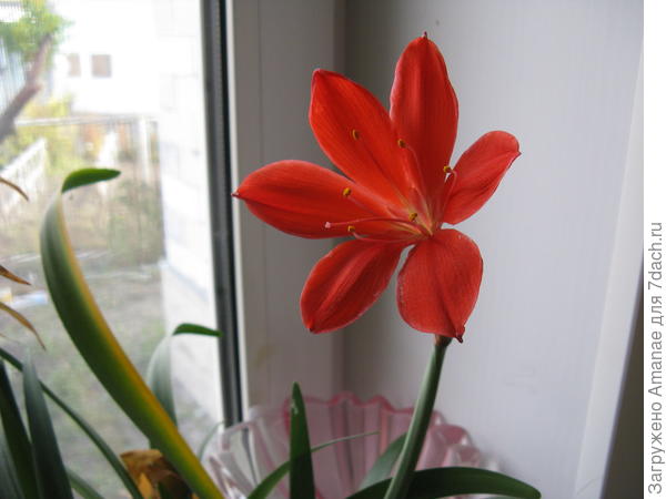 Моя валотта