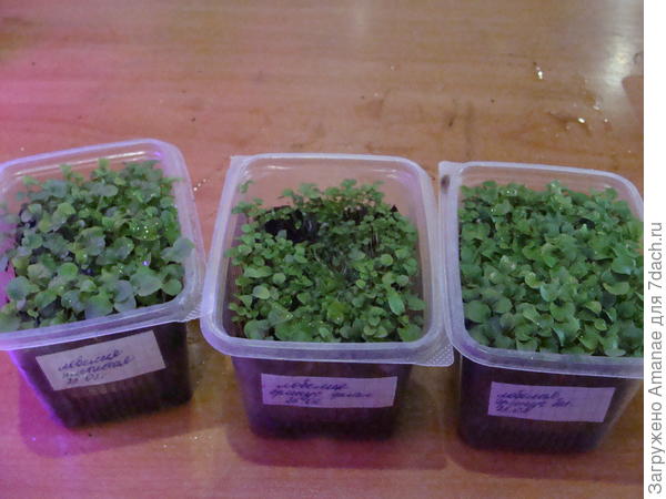 Вот такие куртины делила, и ничего - выжили!