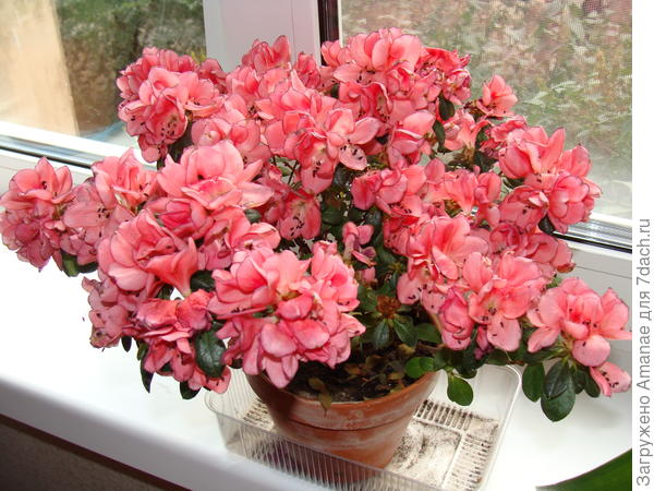 А такую азалию подарили мне :)