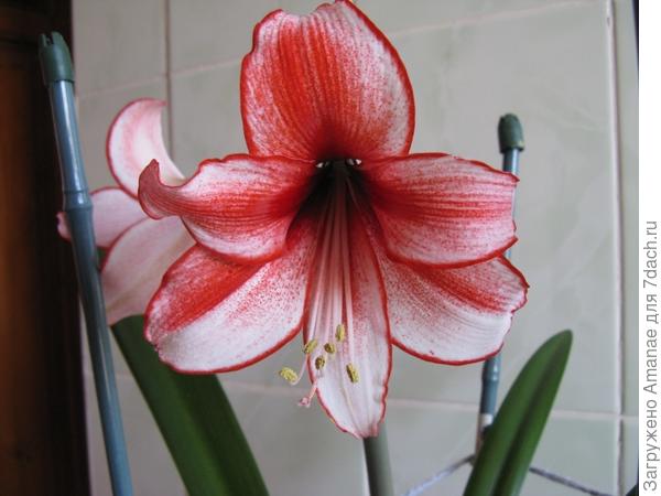 Мой Гервейс, январь 2019