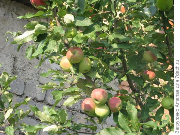 Яблоки висели как гроздями