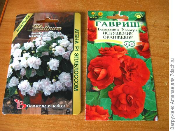 Бальзамины для посадки