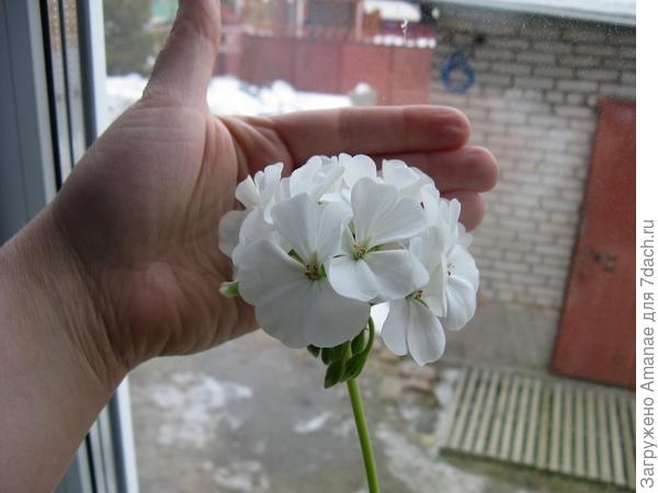 Герань тоже порадовалась весне