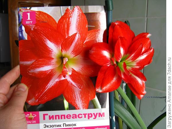 Как на картинке!