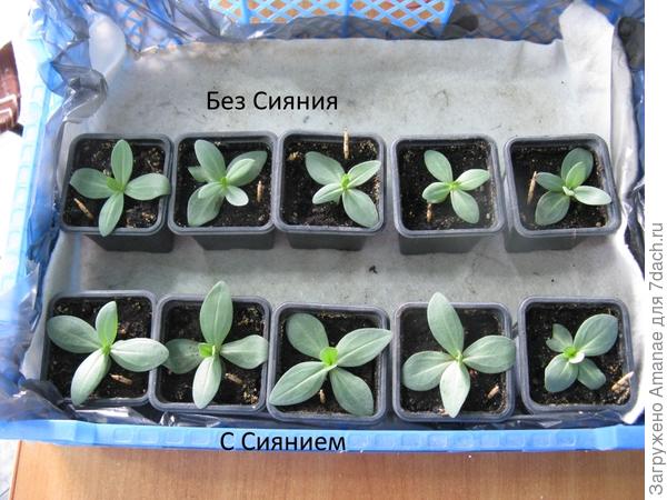 Эустома с Сиянием и без