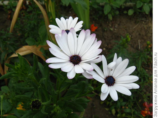 Остеоспермум 2018