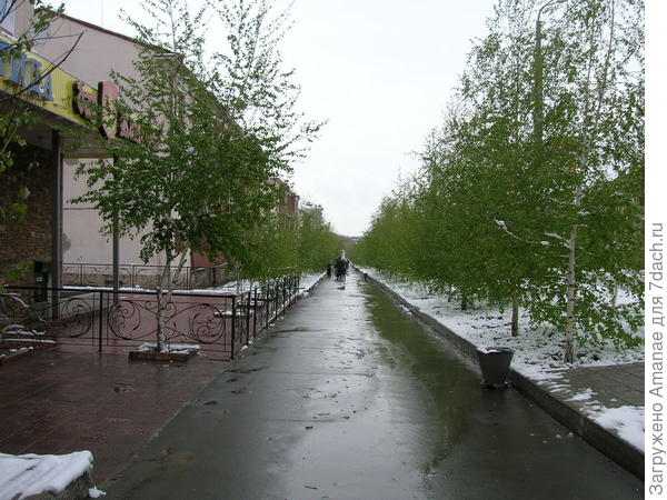 Аллея молодых берез в снегу