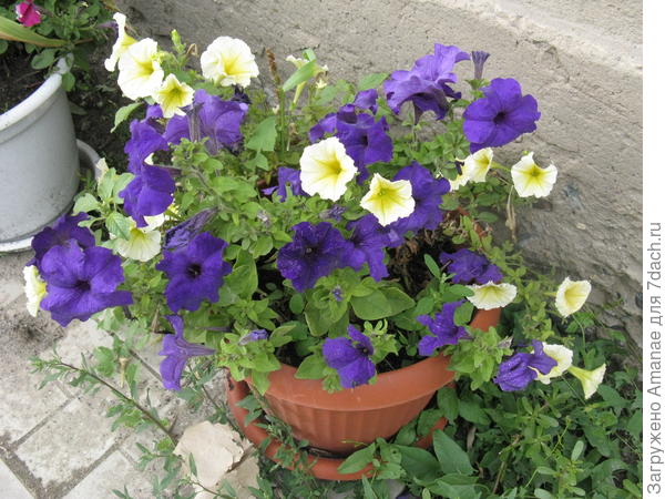 МП голубая и лимонная