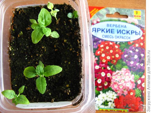 9 марта прошлого года, всходы вербены