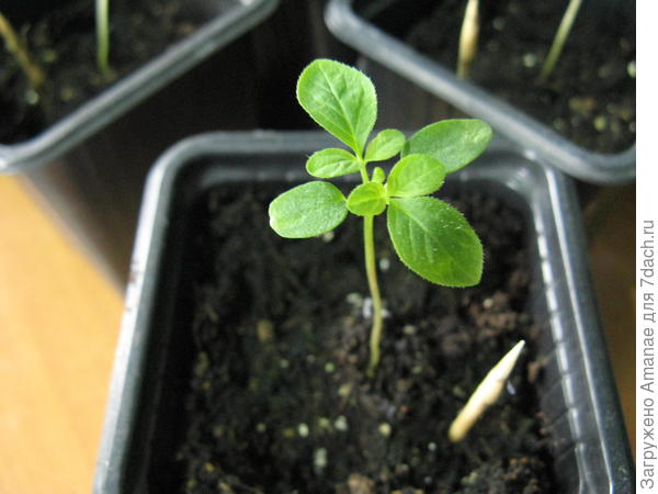 Клеома от Аэлиты, вроде похожа