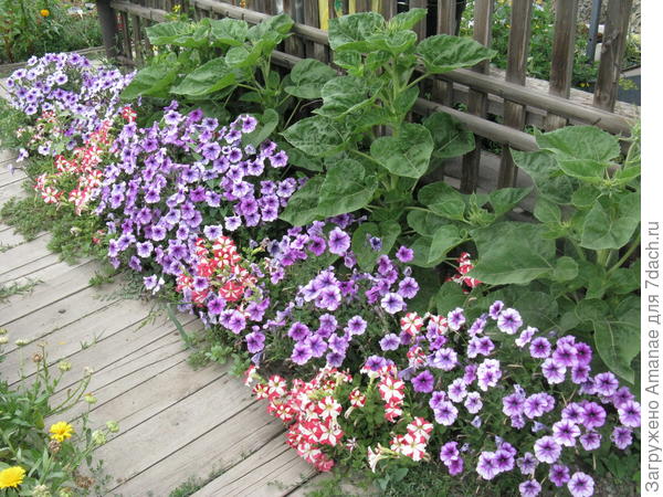 Варвара краса