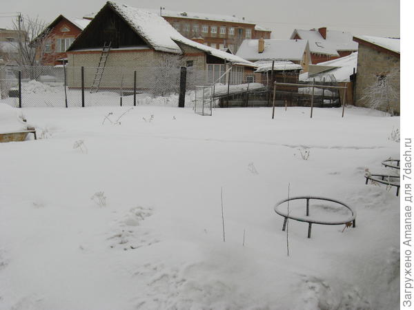 Не видно мой молодой сад под снегом